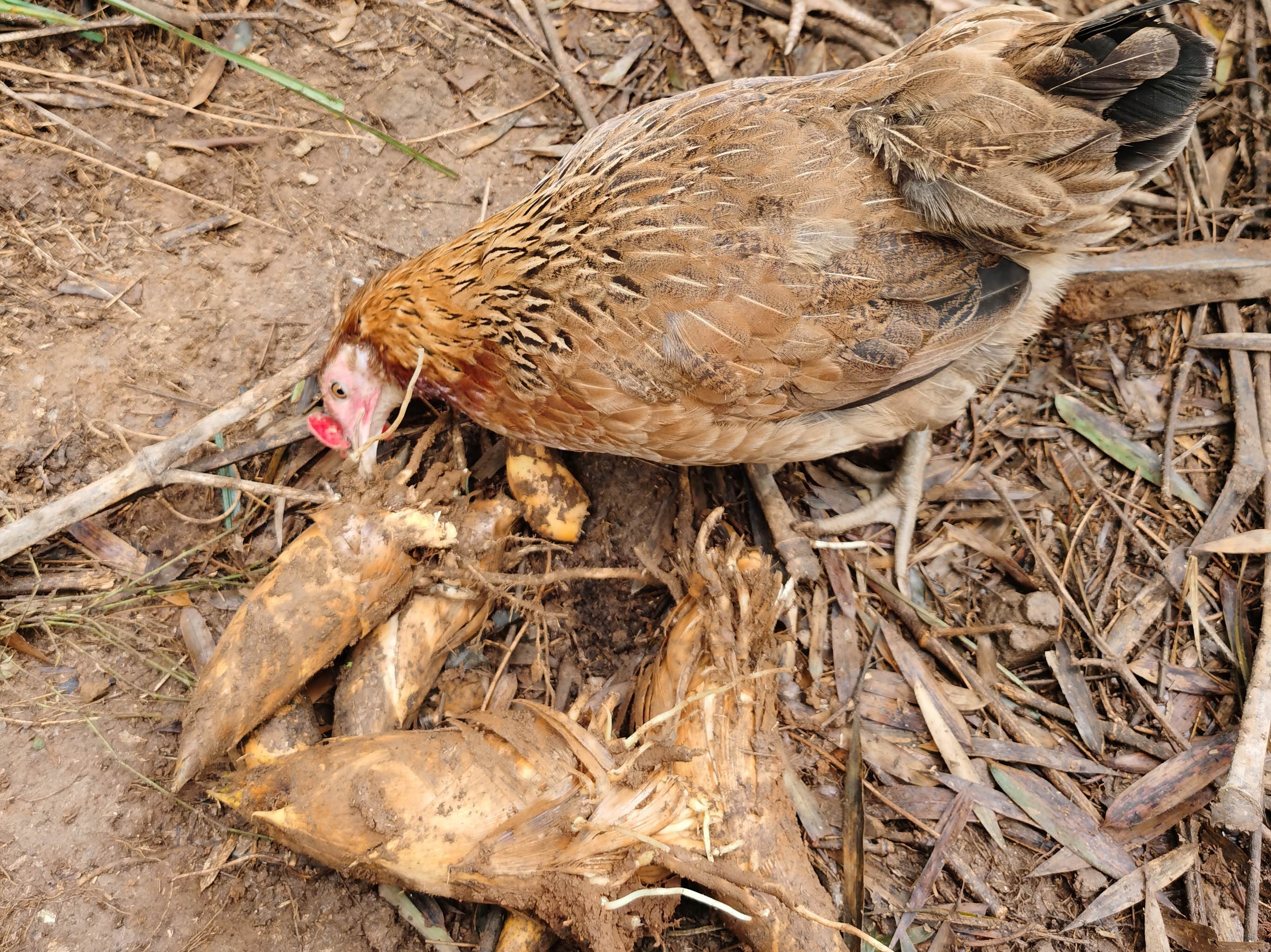 竹林找鸡——麻鸡