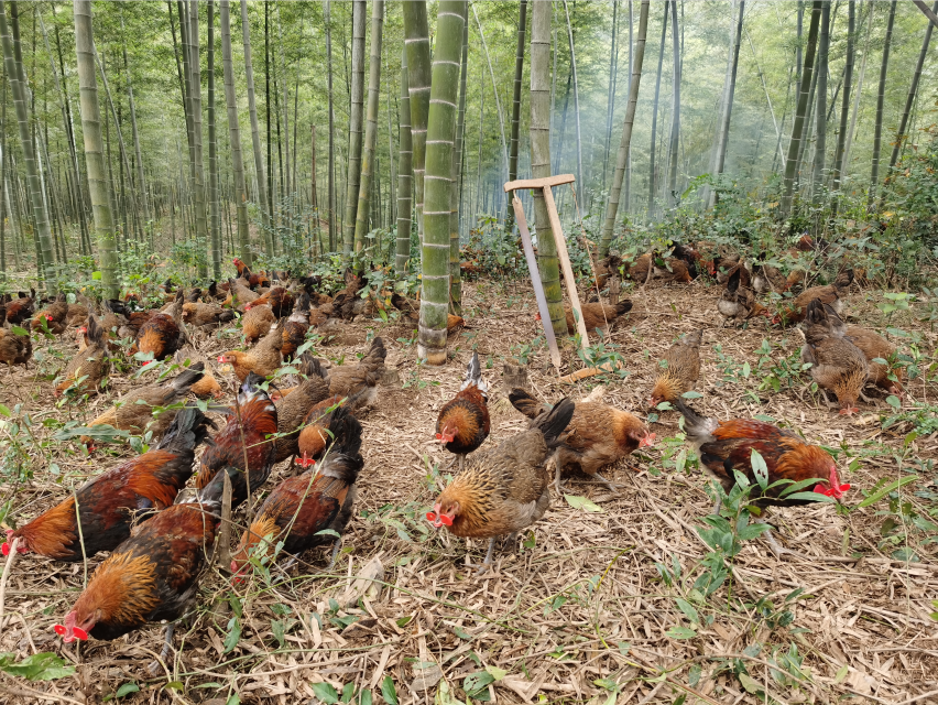 竹林找鸡正宗的竹林鸡