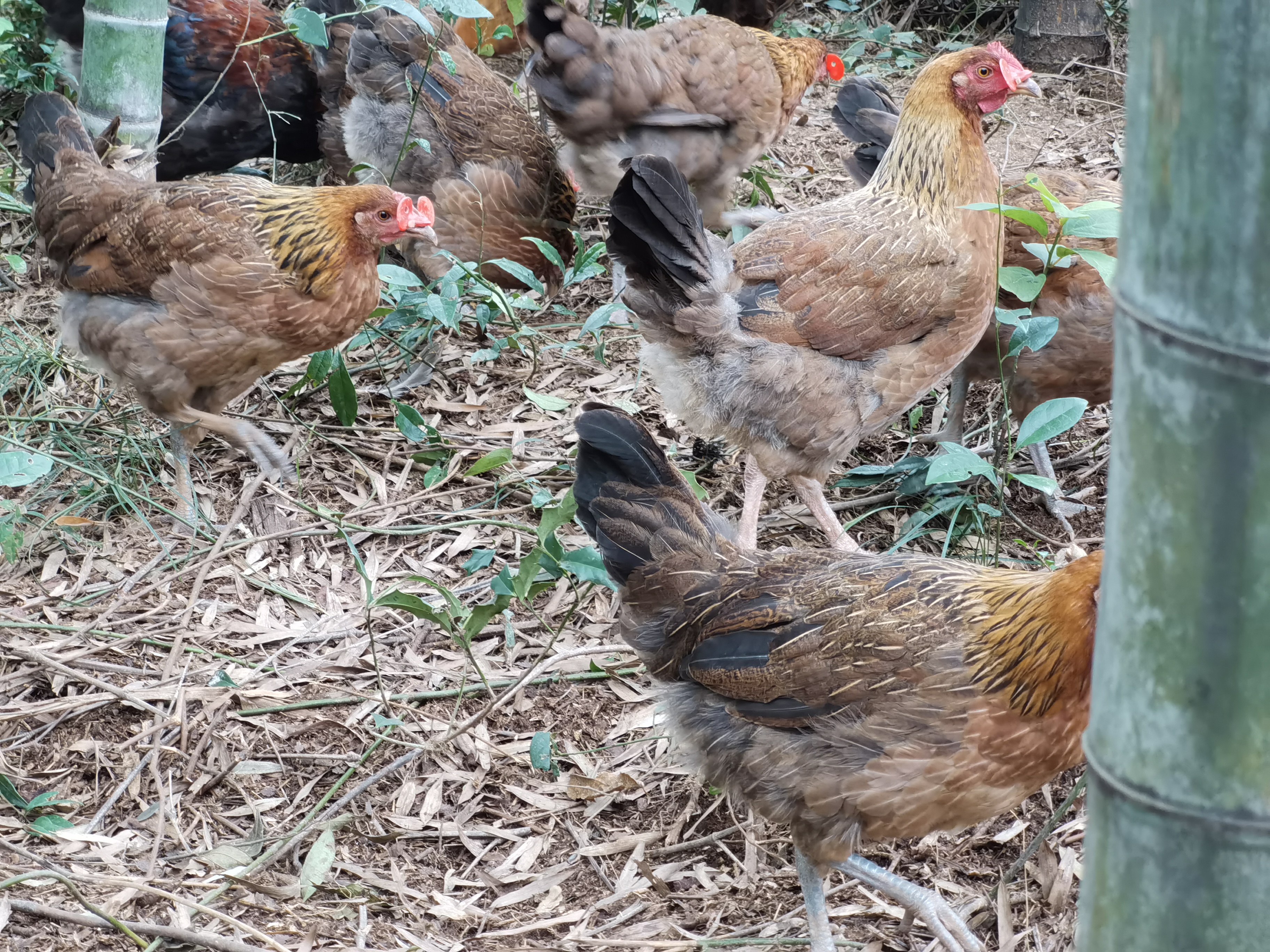 深林竹海金凤凰