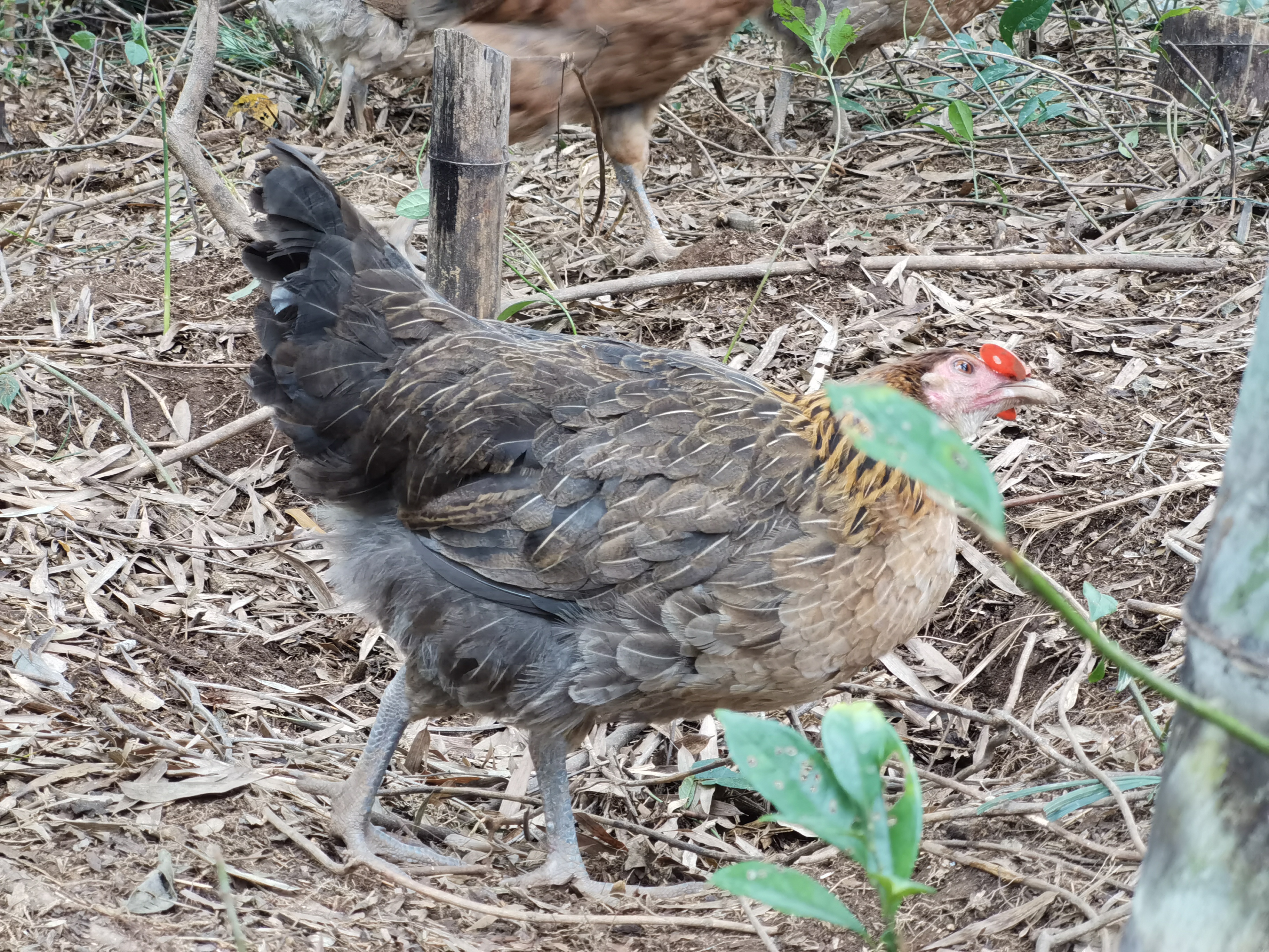 “区块链”还能养鸡？