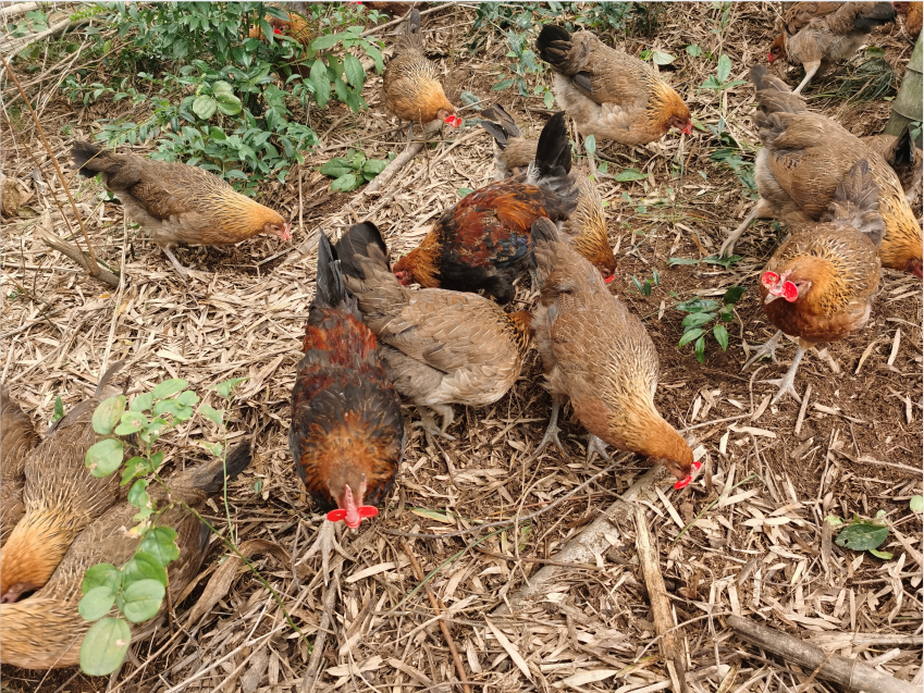 鸡为什么喜欢吃小砂子小石子，能消化吗？