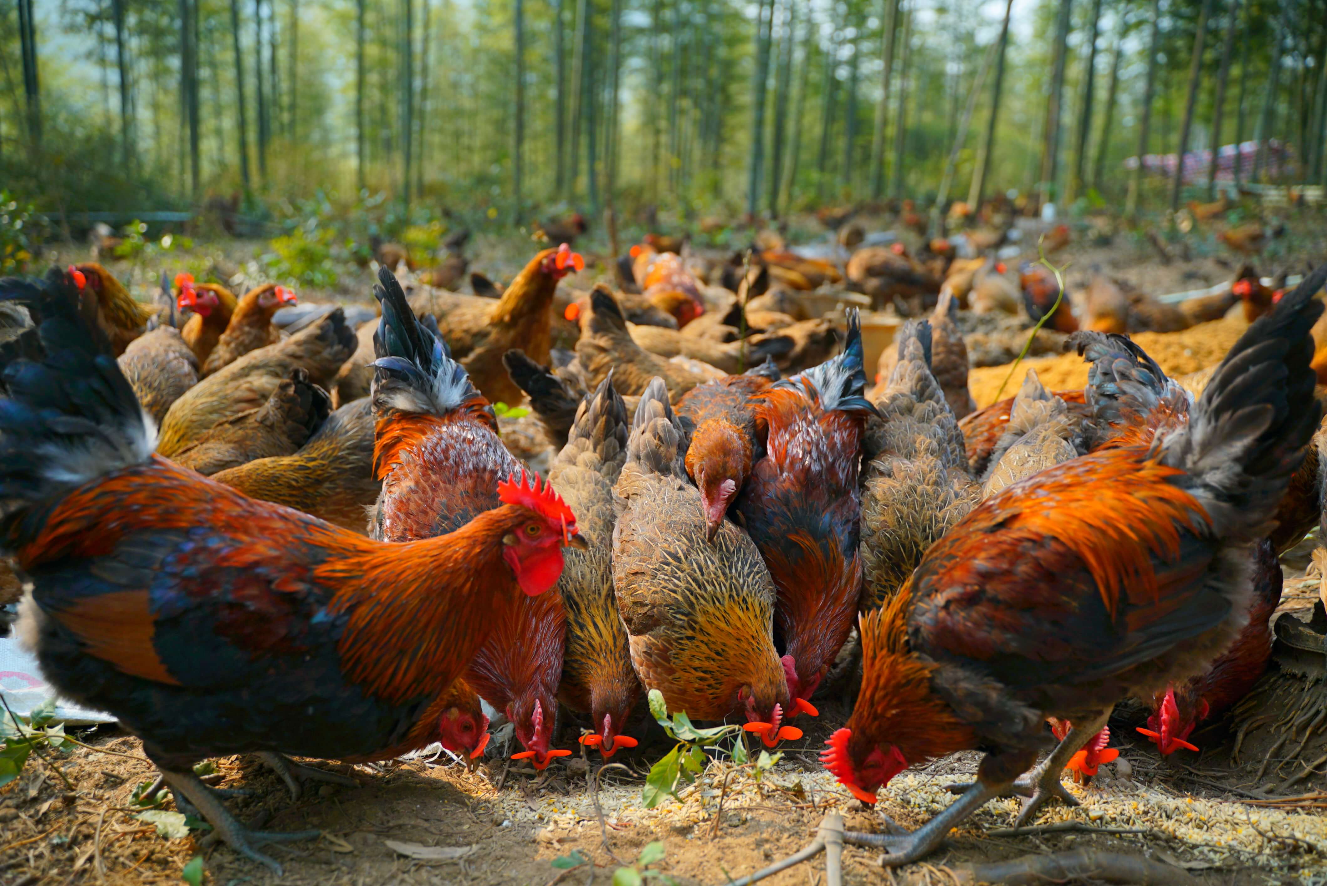 散养鸡场为什么都要喂几只大白鹅呢？