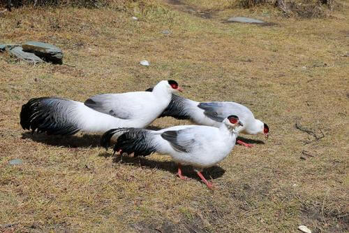 u=566383002,1367571570&fm=26&gp=0 (1).jpg