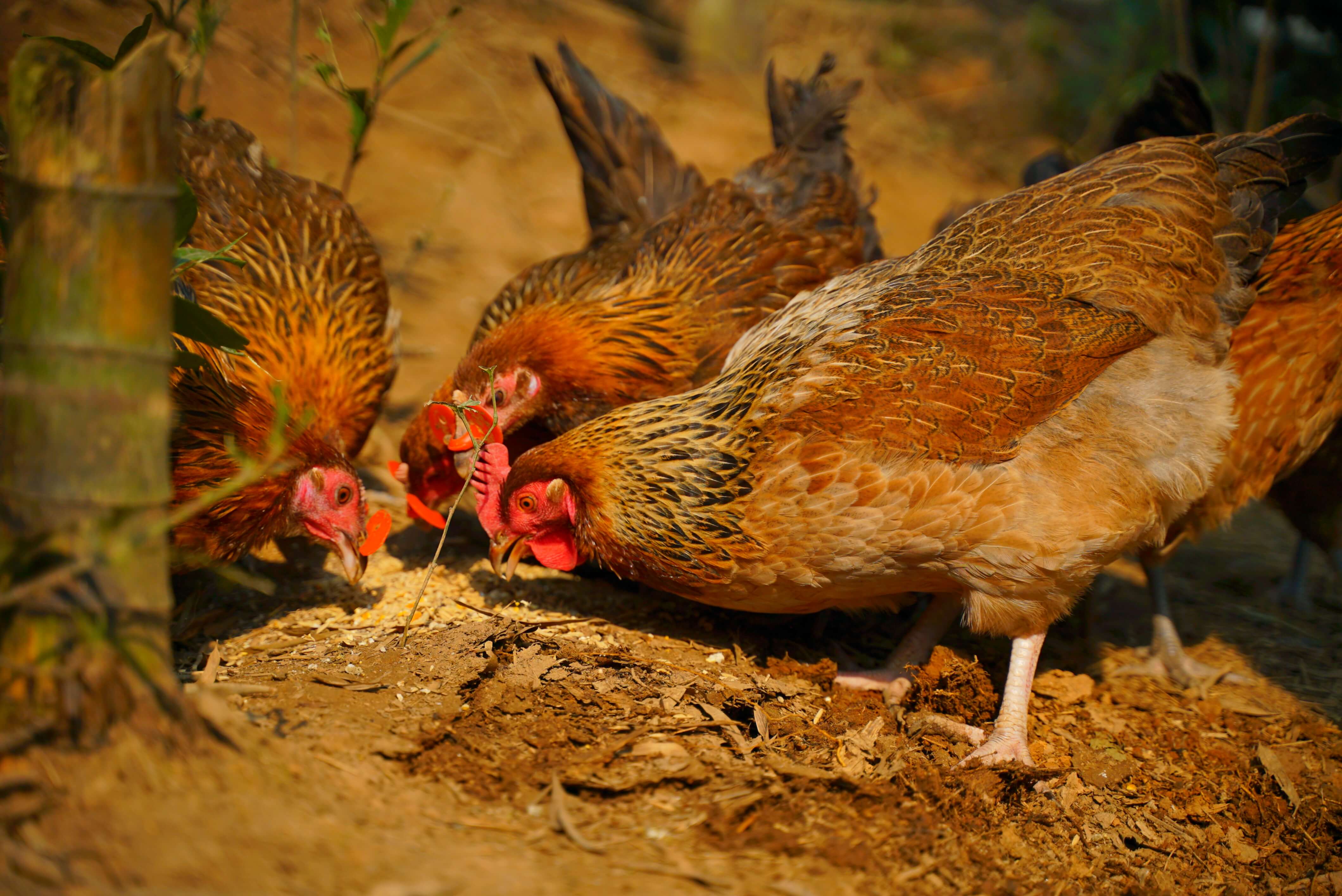 老母鸡真的很有营养吗？