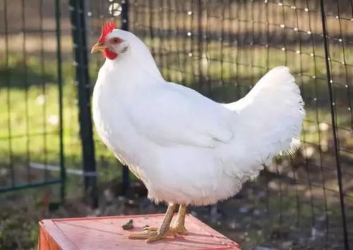 白洛克鸡
