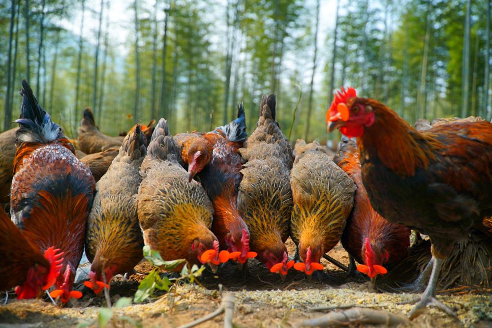 小孩吃公鸡好还是母鸡好