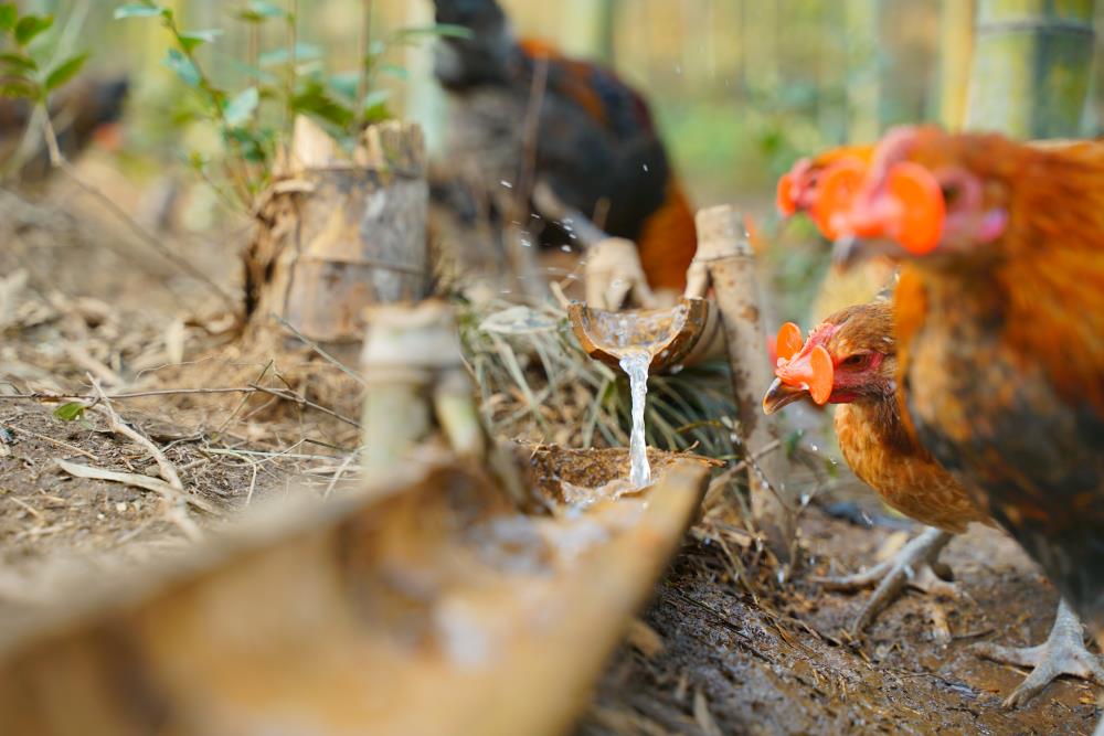 下雨天还可以把鸡放出去吗？