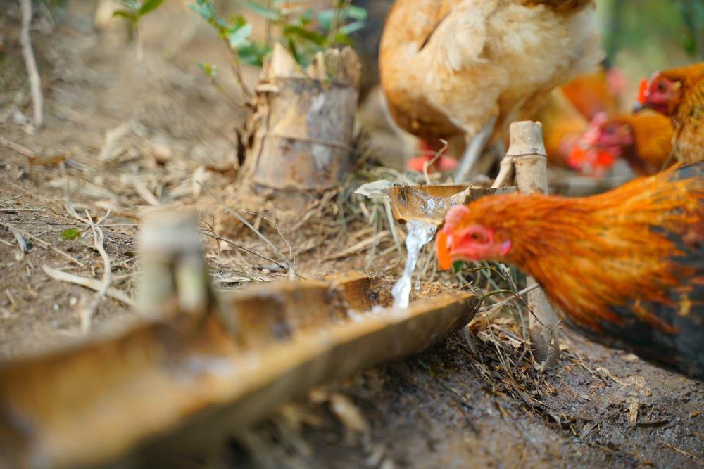 冬季严防疾病让山里的朋友更加安全。