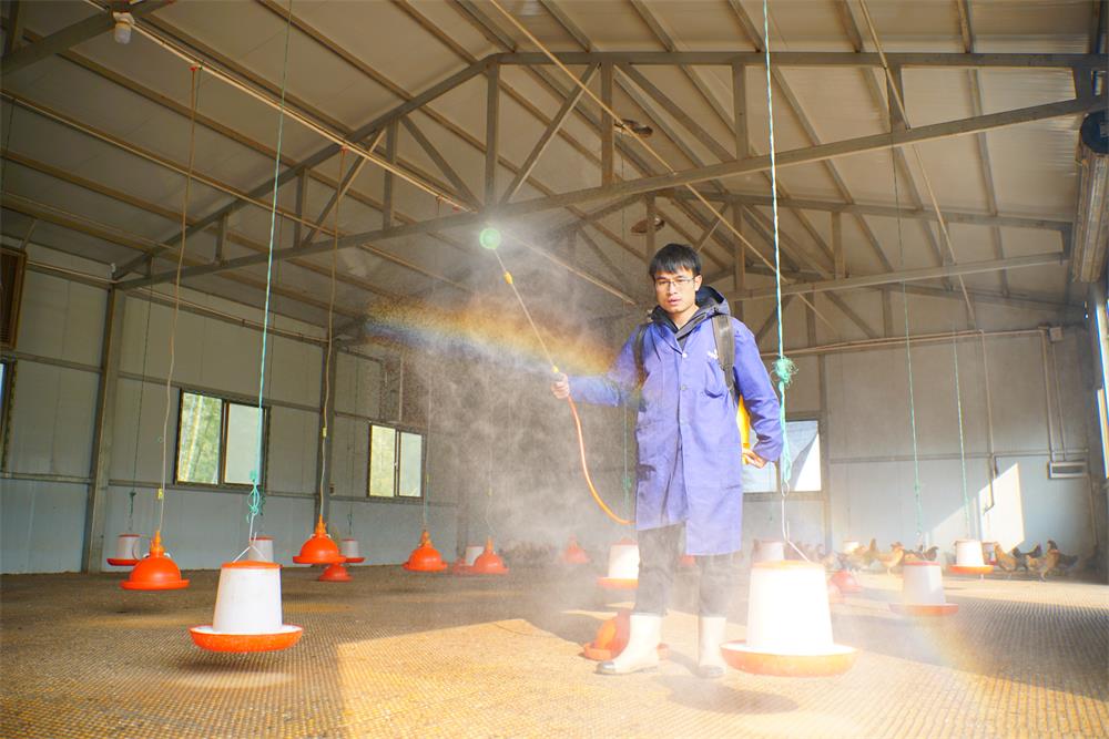 寒冬将至养鸡人应该做一些什么事情？