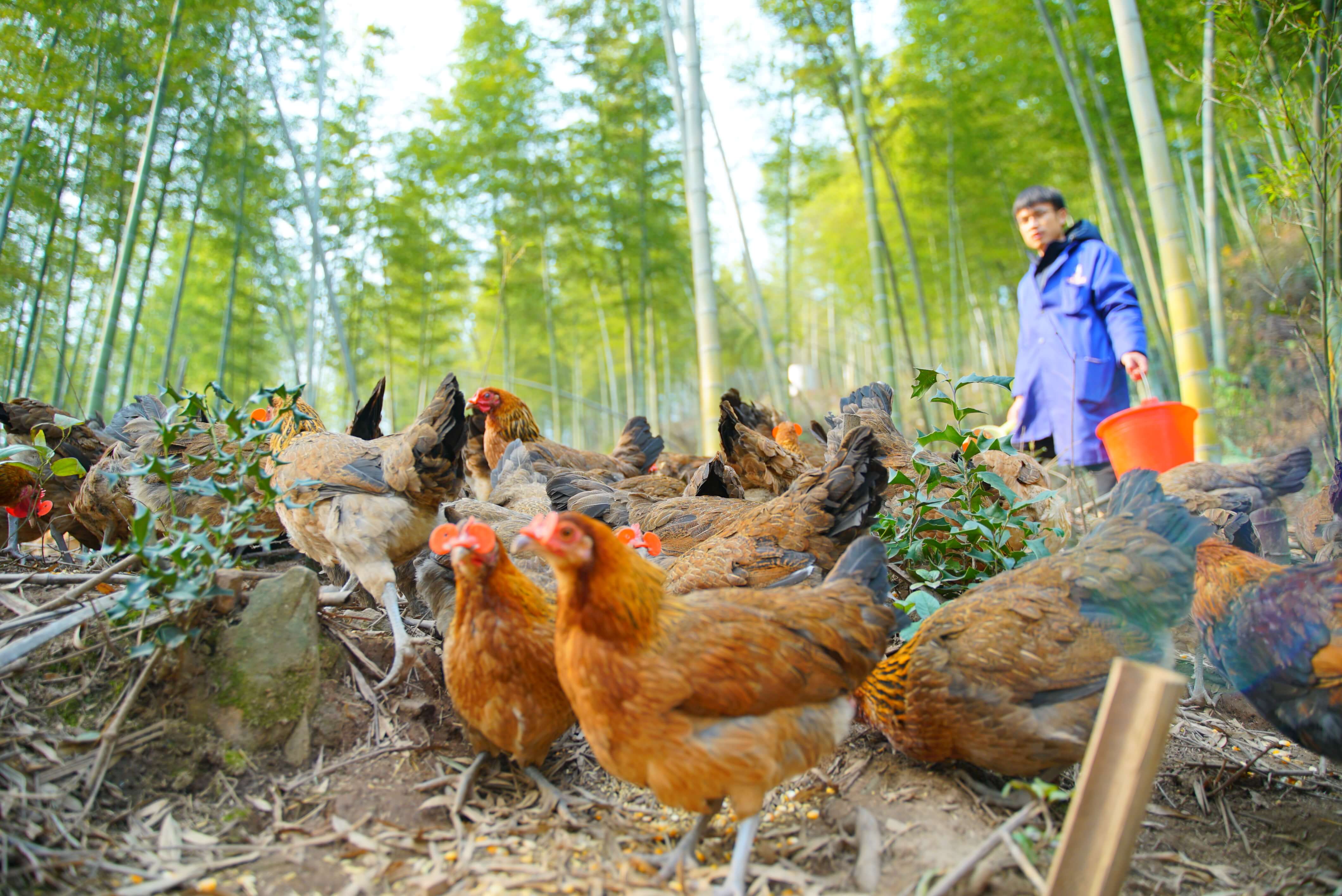 五黑鸡和八黑鸡有什么区别