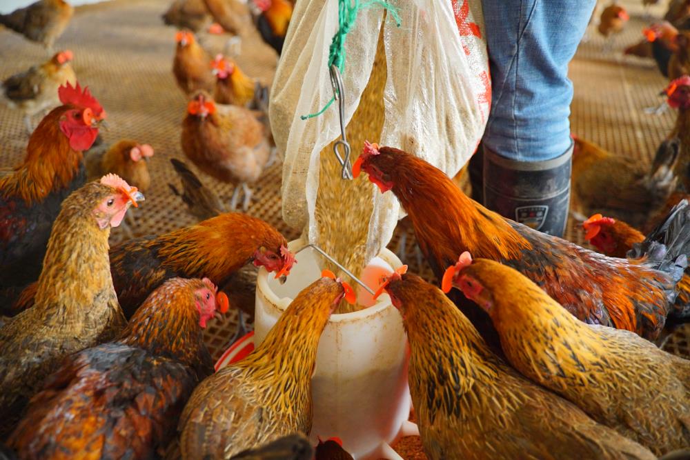 鸡妈妈会在冬天下蛋吗？