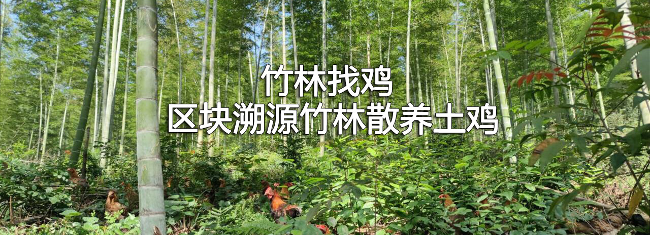 鸡地百科